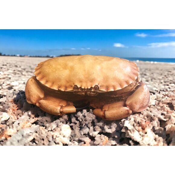 Harmony‎ Kingdom  Side Steppin Crab Memory/Trinket Box Figurine - Picture 1 of 12